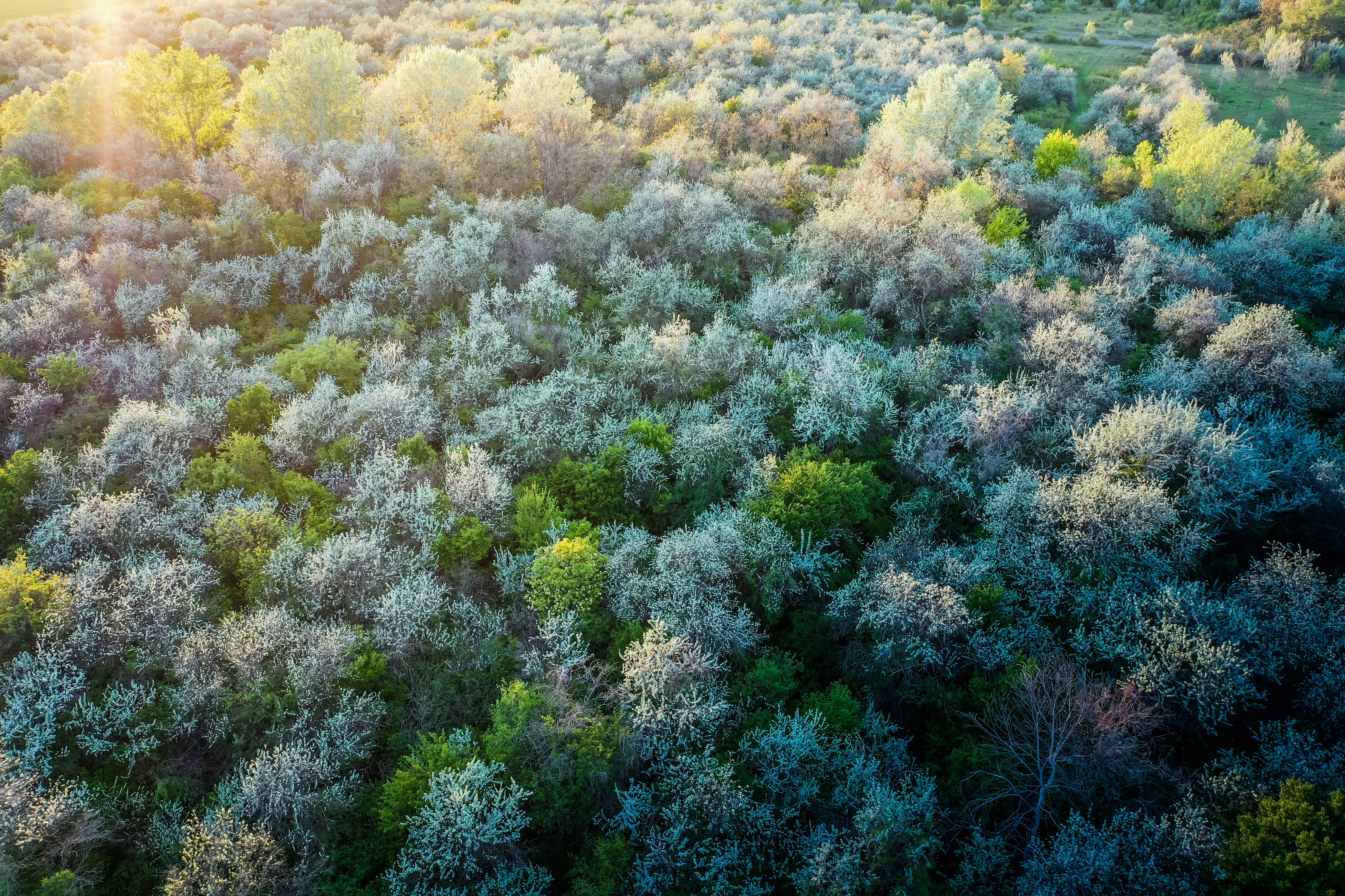 green trees